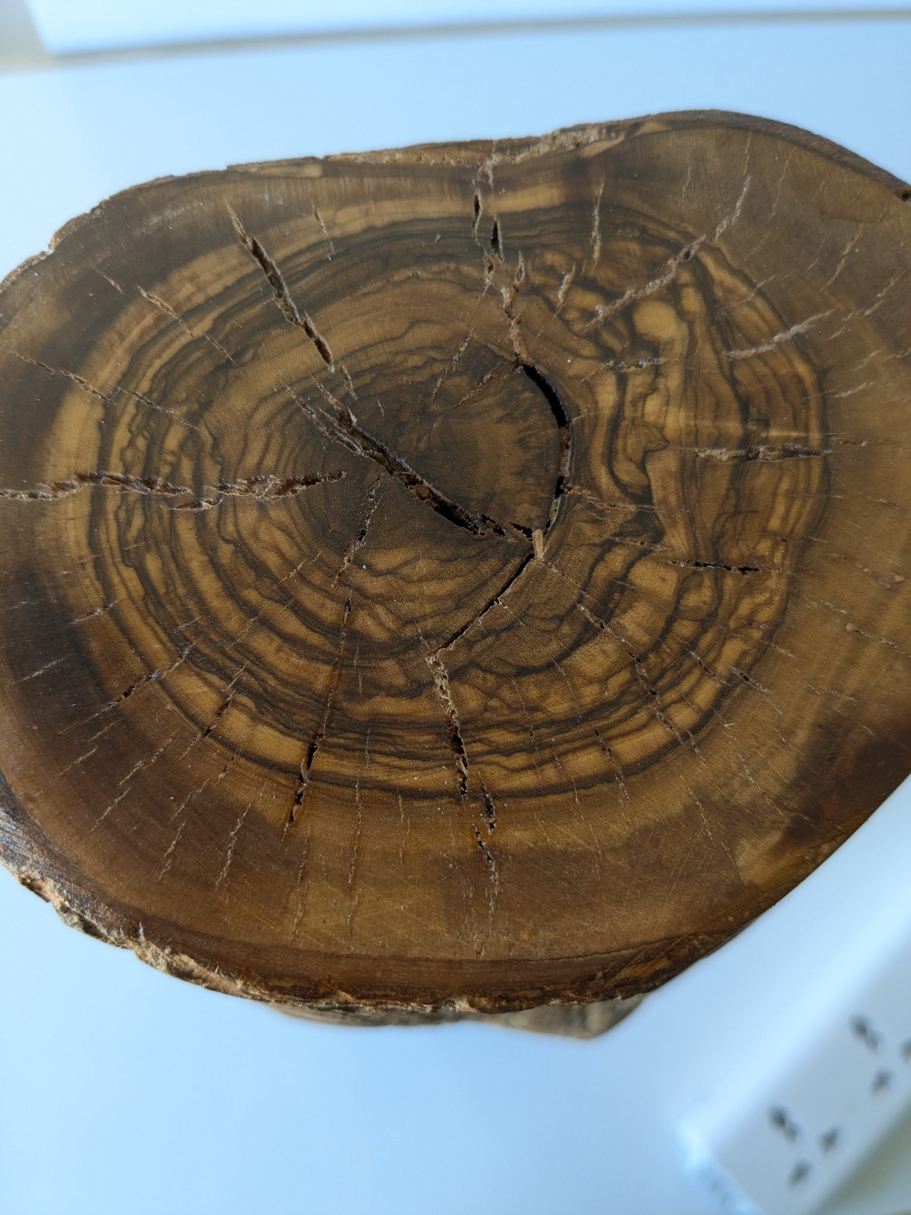 Siwa Oasis Olive Tree + Salt Lamp